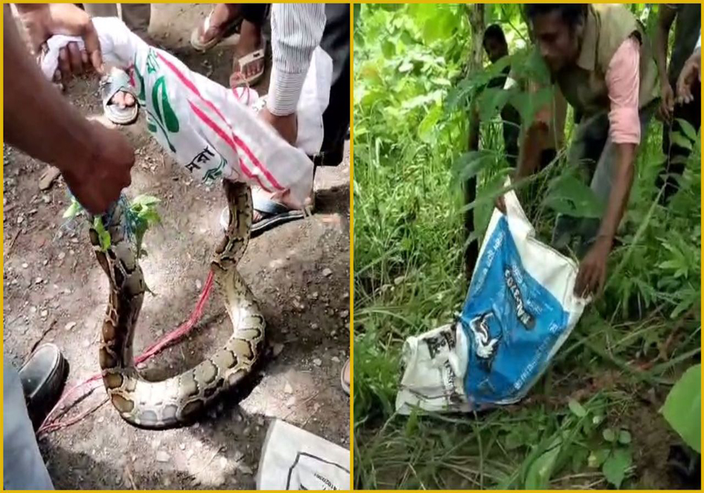 আলীকদমে ধরা পড়া অজগর অবমুক্ত