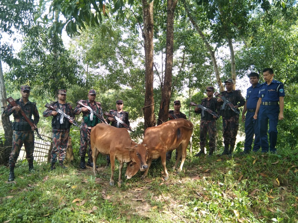 আলীকদমে বিজিবির অভিযানে চোরাচালানকৃত ২ বার্মিজ গরু আটক