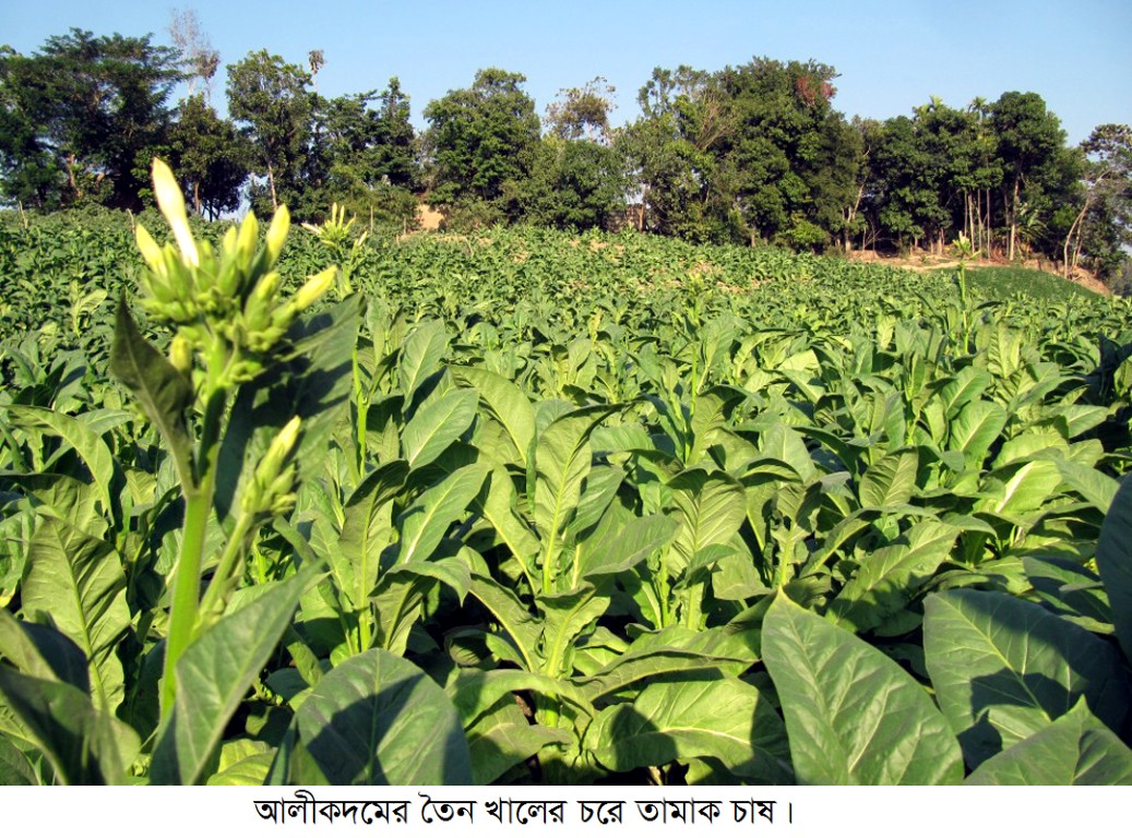 লামা–আলীকদমে তামাকের থাবা: খাদ্যনিরাপত্তা ও পরিবেশ হুমকিতে